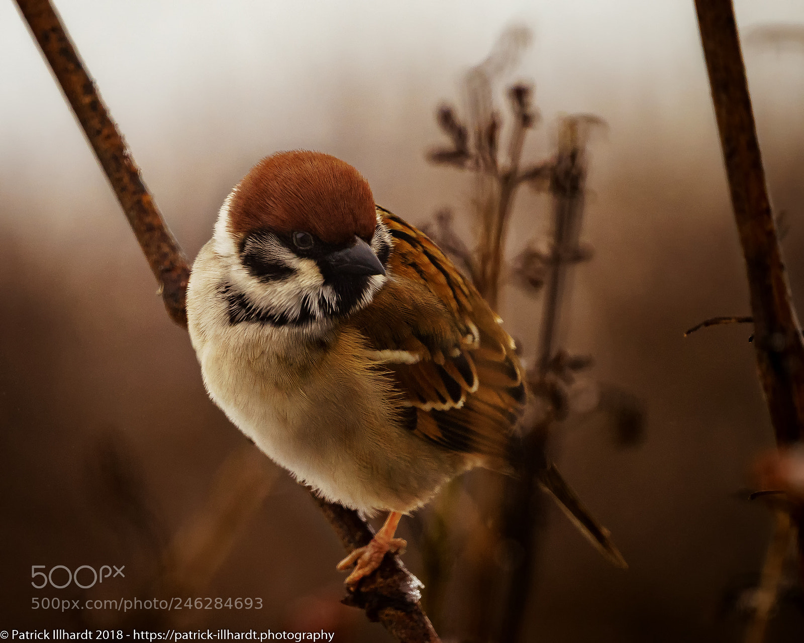 Sony a7R sample photo. Passer montanus photography