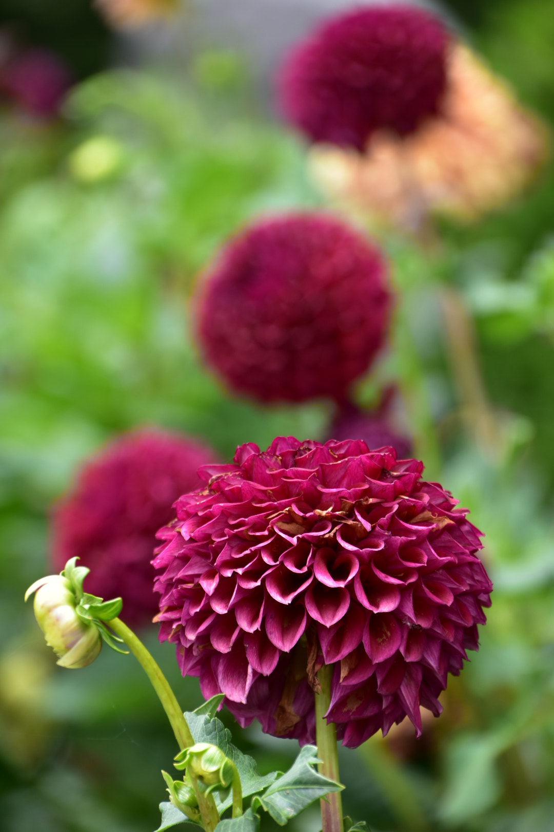 Nikon D7200 sample photo. Flowers photography