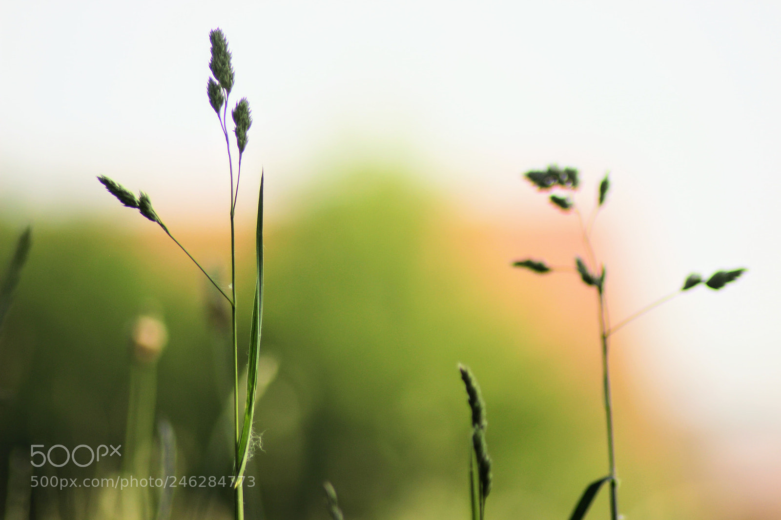 Canon EOS 600D (Rebel EOS T3i / EOS Kiss X5) sample photo. Summerday photography
