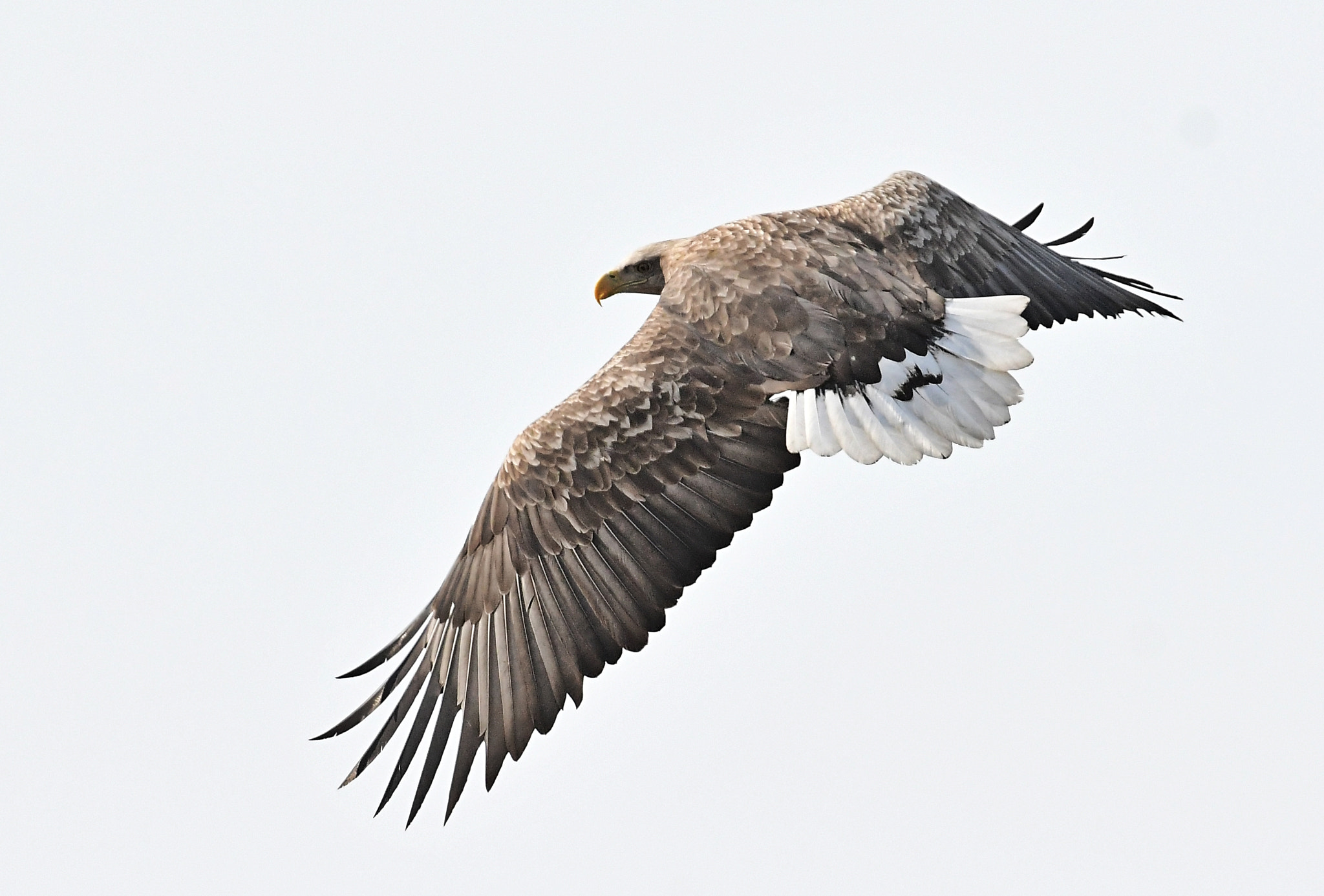 Nikon D500 + Nikon AF-S Nikkor 200-400mm F4G ED-IF VR sample photo. White -tailed sea eagle흰꼬리수리 photography