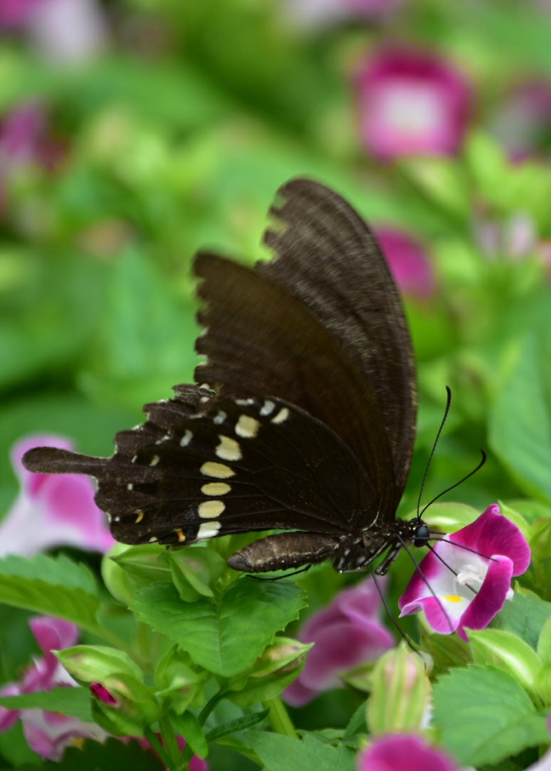 Nikon D7200 sample photo. Butterfly photography