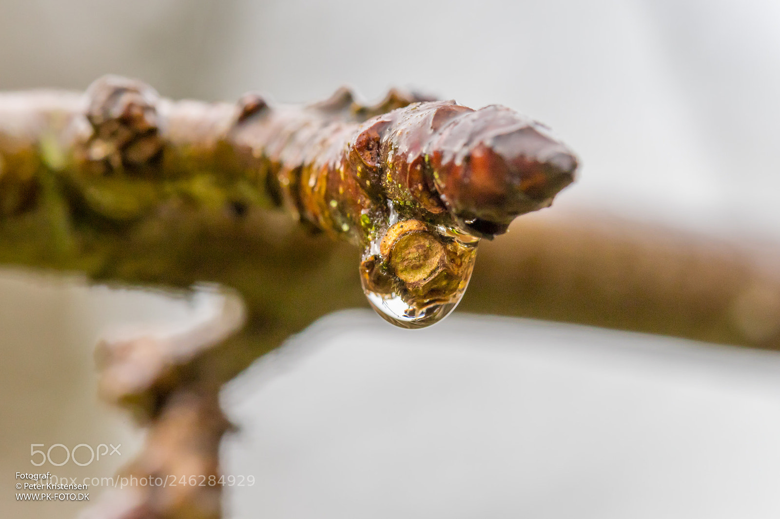 Canon EOS 6D Mark II sample photo. Macro photography