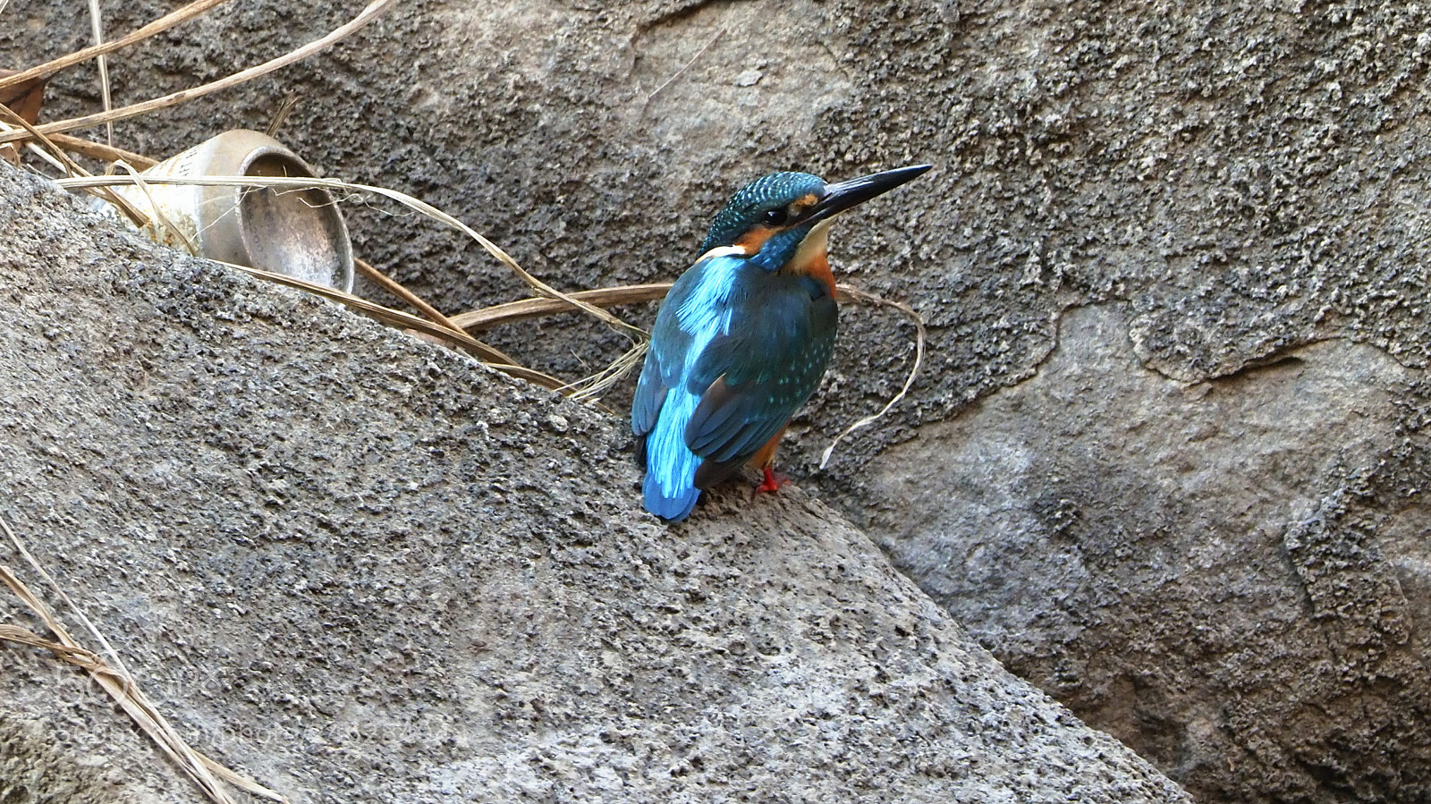 Olympus OM-D E-M1 Mark II sample photo. Common kingfisher photography