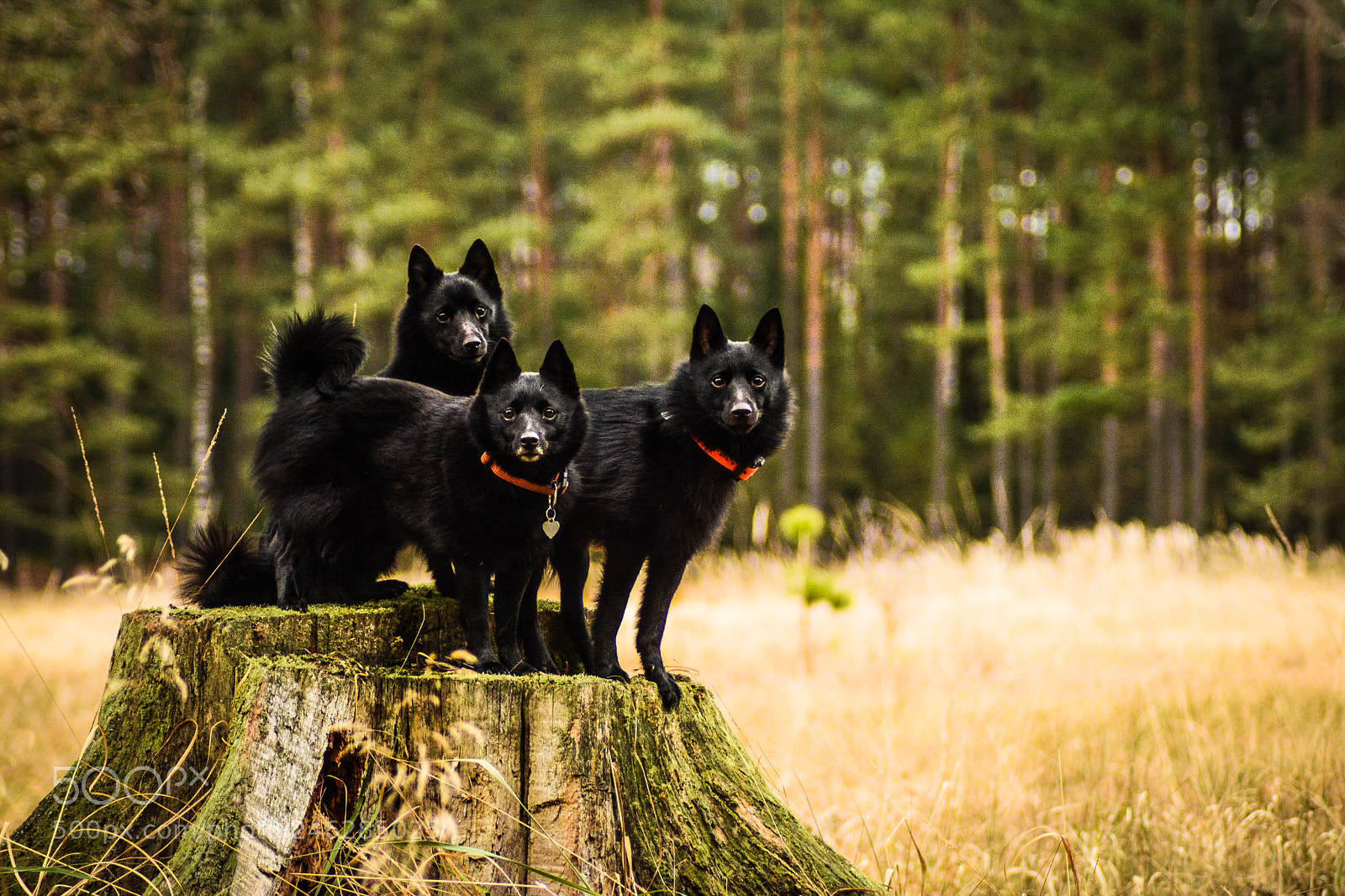 Nikon D7100 sample photo. My schipperkes photography