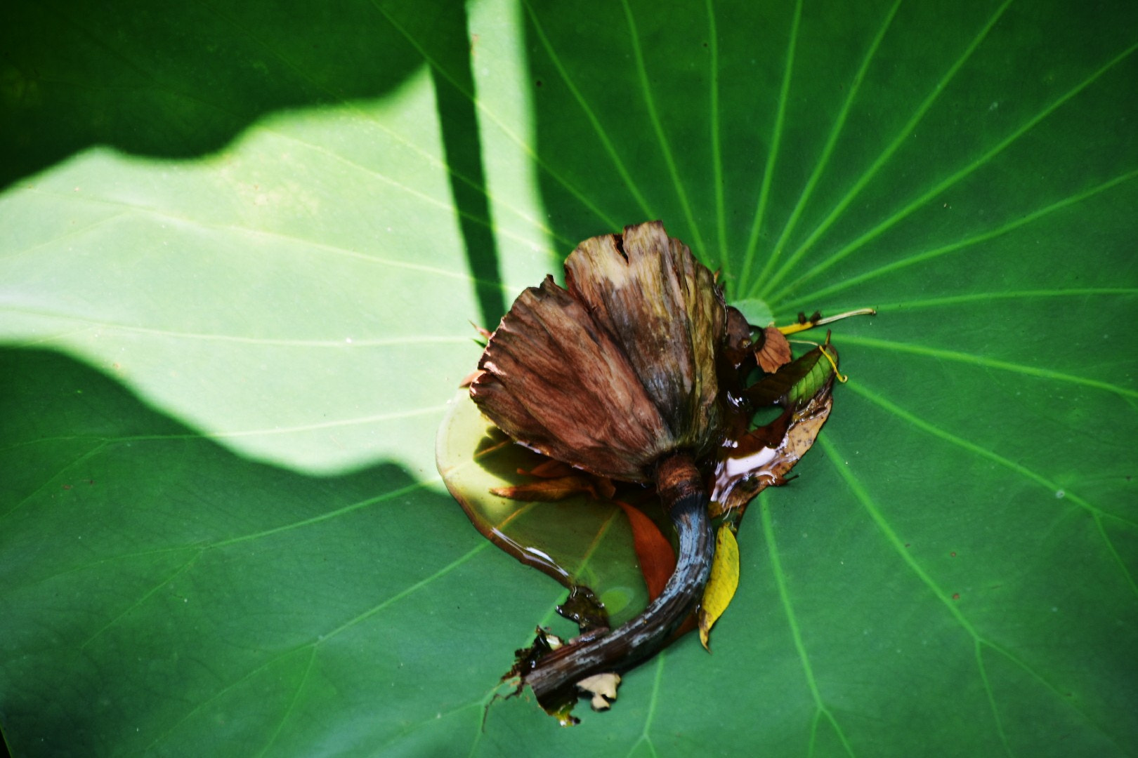 Nikon D7200 sample photo. Water lily drop photography