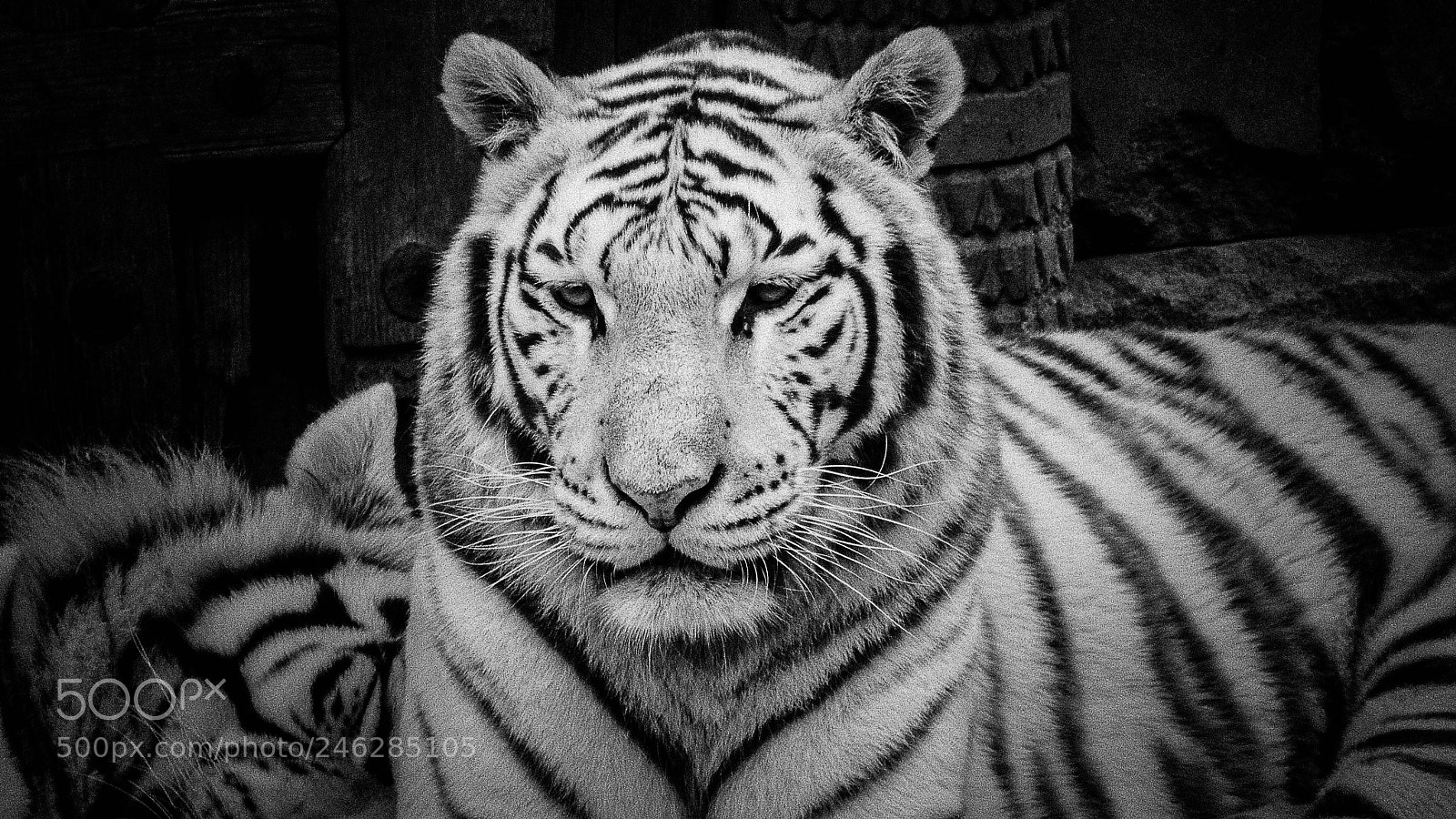 Panasonic Lumix DMC-FZ200 sample photo. Tiger in balck and photography