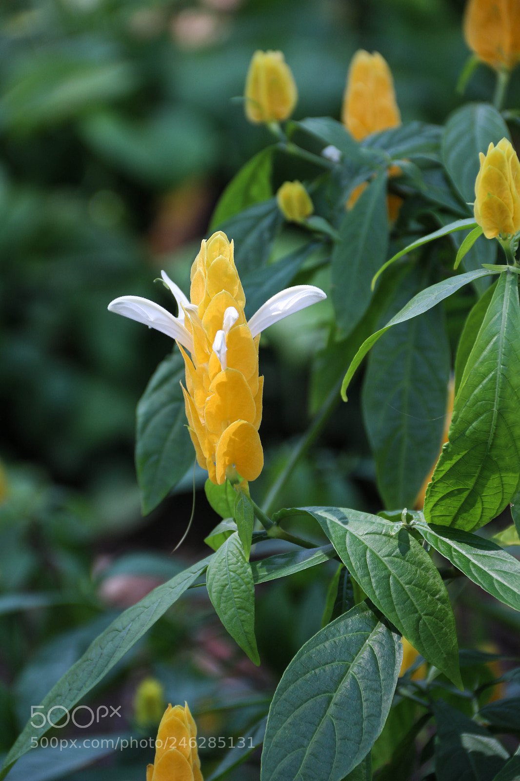 Canon EOS 700D (EOS Rebel T5i / EOS Kiss X7i) sample photo. Amarillo photography