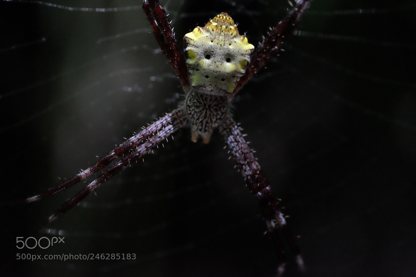 Fujifilm X-T1 sample photo. Spider or puppet photography