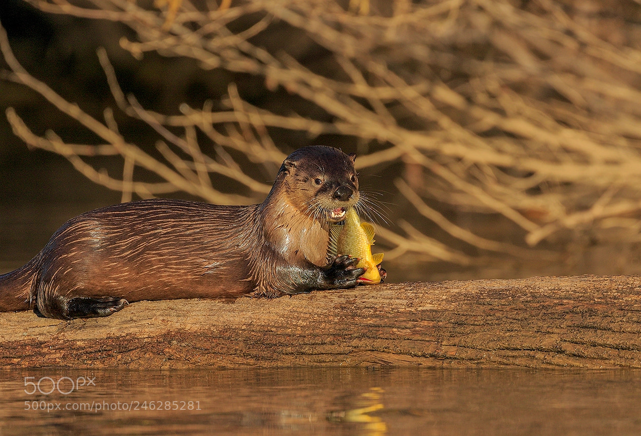 Canon EOS 7D Mark II sample photo. River otter photography