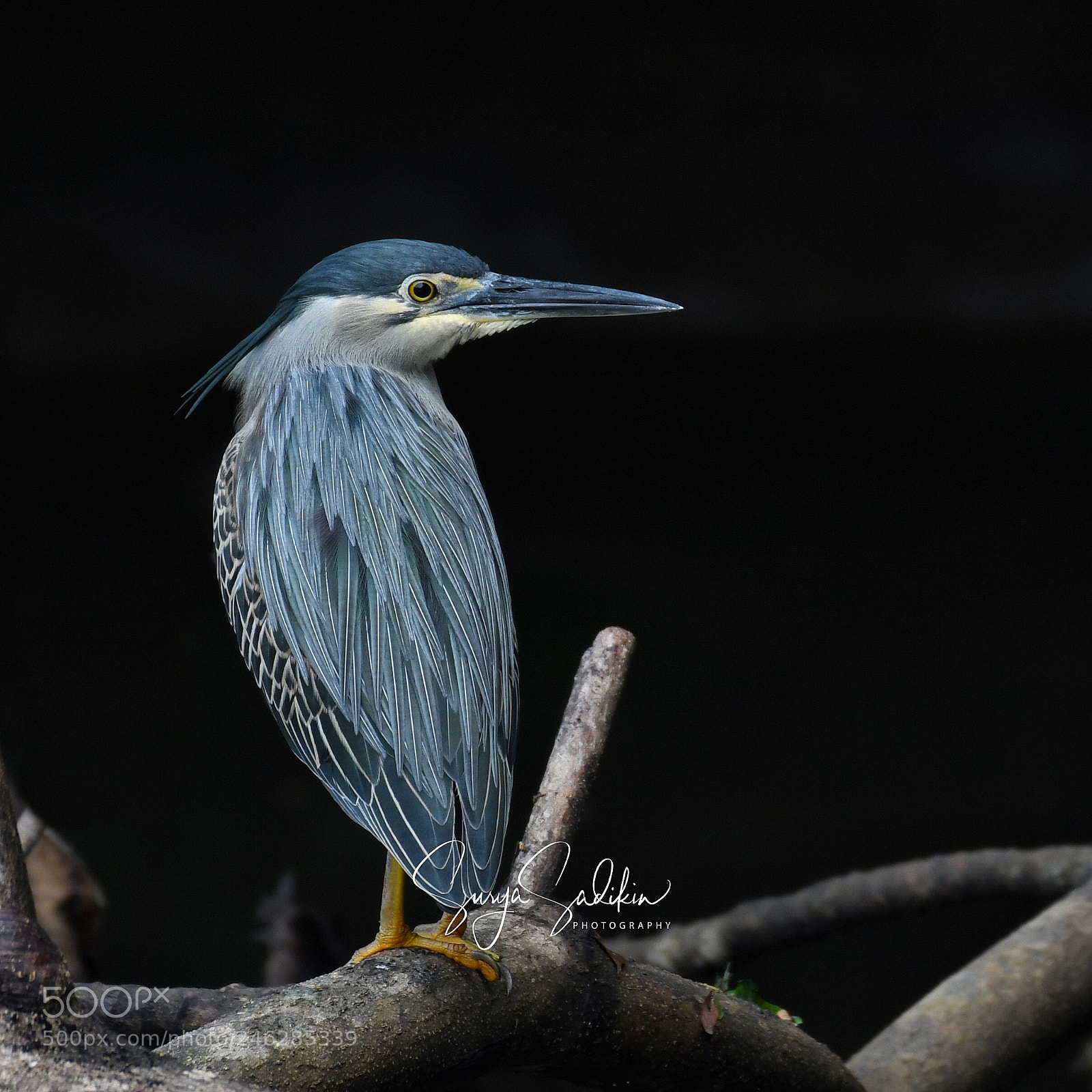 Nikon D850 sample photo. Blue blue blue photography
