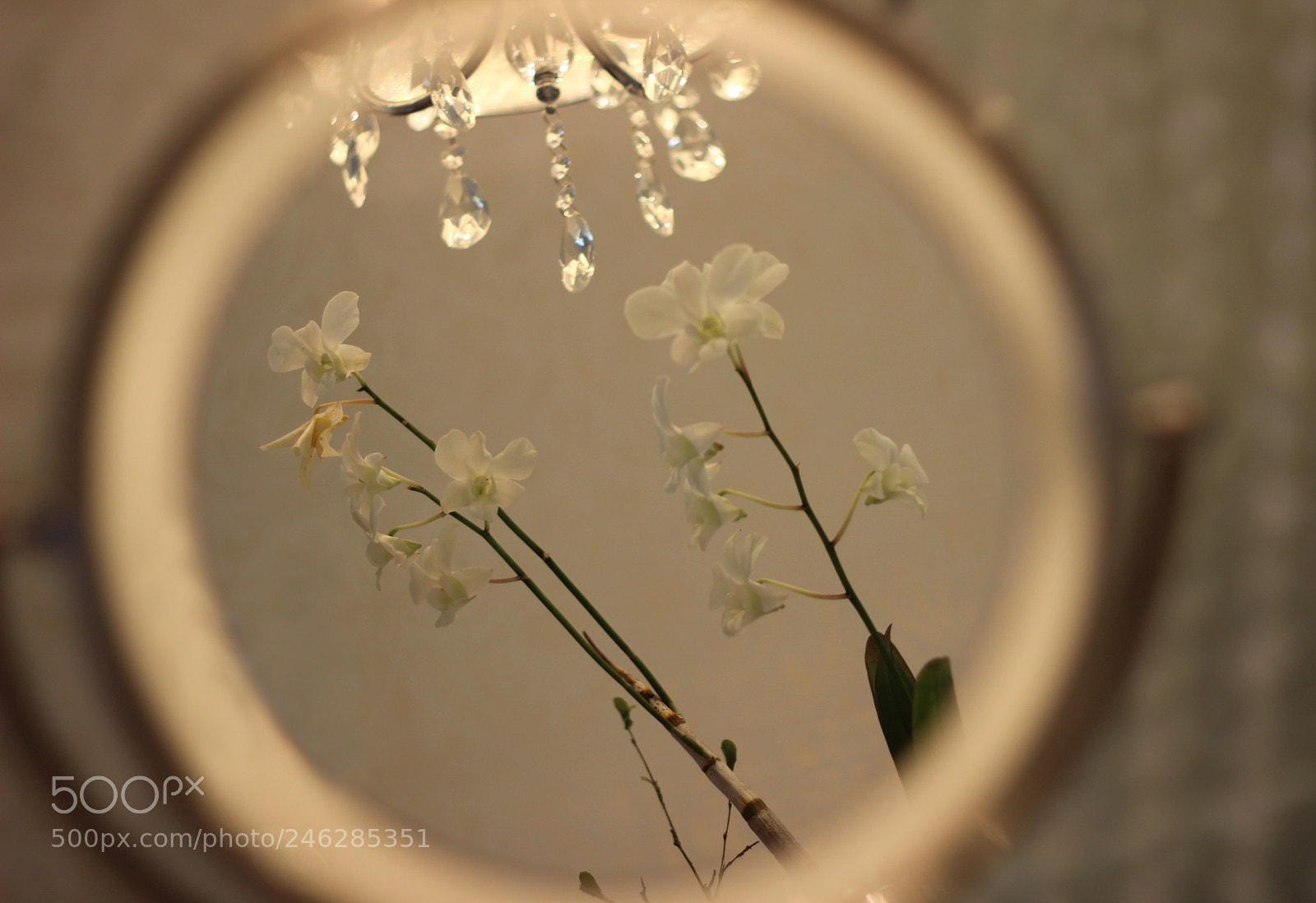 Canon EOS 600D (Rebel EOS T3i / EOS Kiss X5) sample photo. Orchids photography