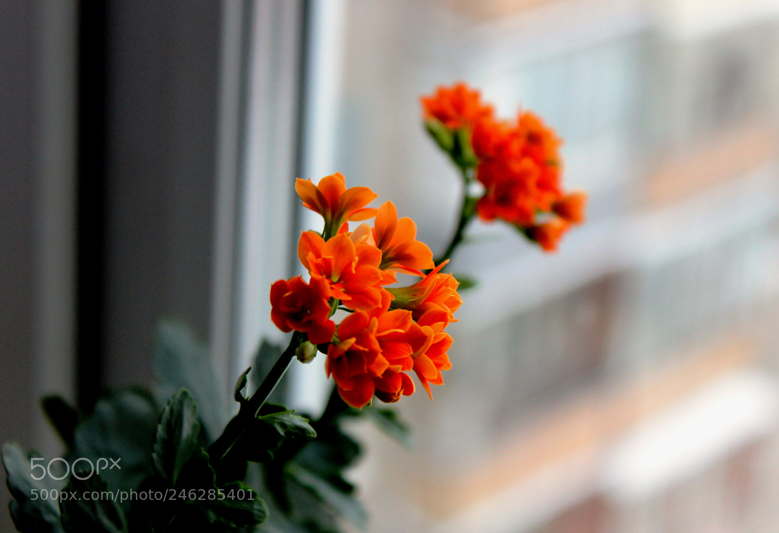 Canon EOS 600D (Rebel EOS T3i / EOS Kiss X5) sample photo. каланхоэ photography