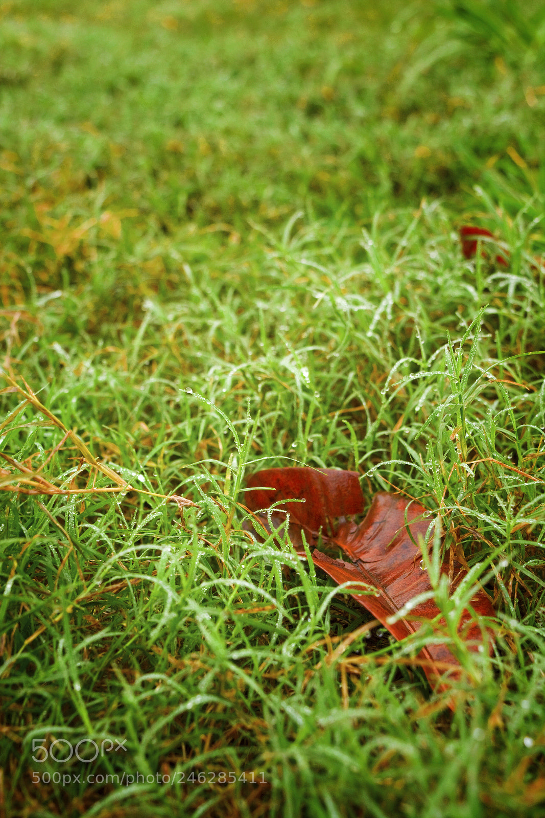 Nikon D5200 sample photo. Dew with a fallen photography