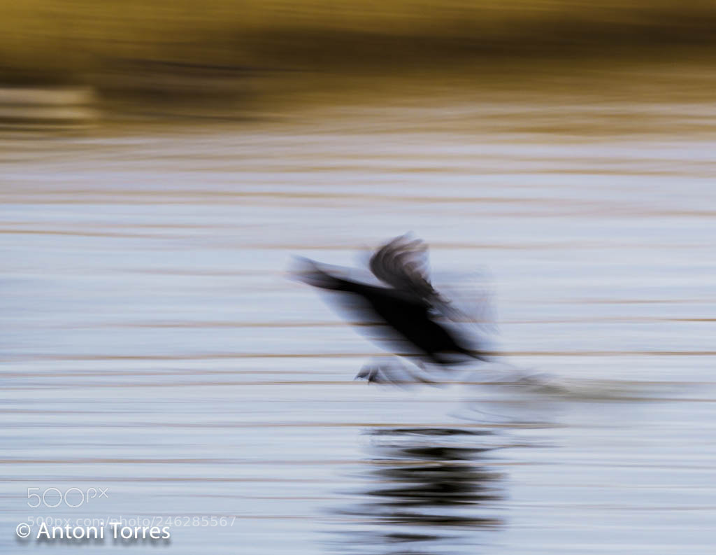 Olympus OM-D E-M1 Mark II sample photo. Fotja corrent sobre l'aigua photography
