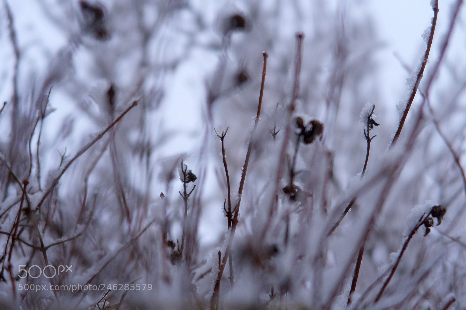 Canon PowerShot G7 X Mark II sample photo. Cold photography