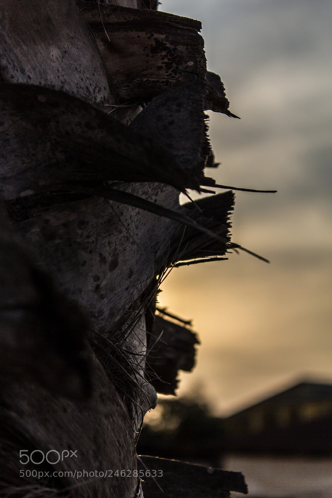 Canon EOS 600D (Rebel EOS T3i / EOS Kiss X5) sample photo. Sunrise palm photography