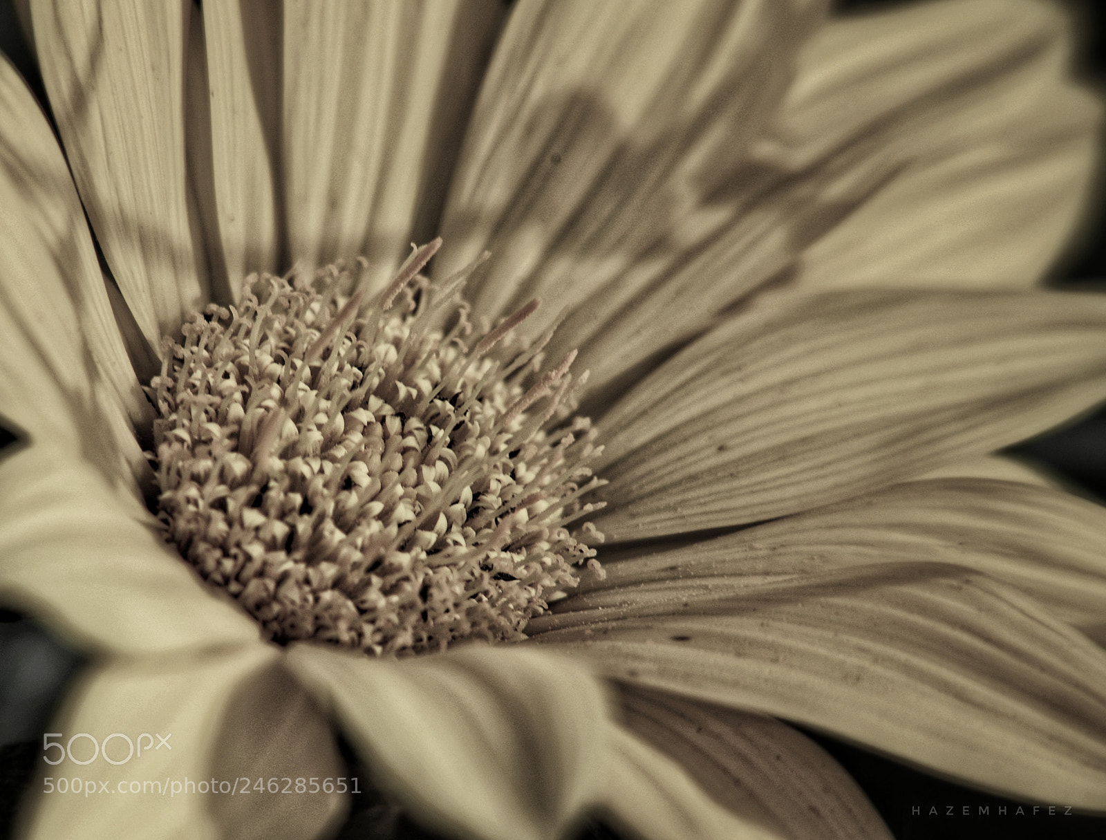 Nikon D610 sample photo. From the heart .. photography