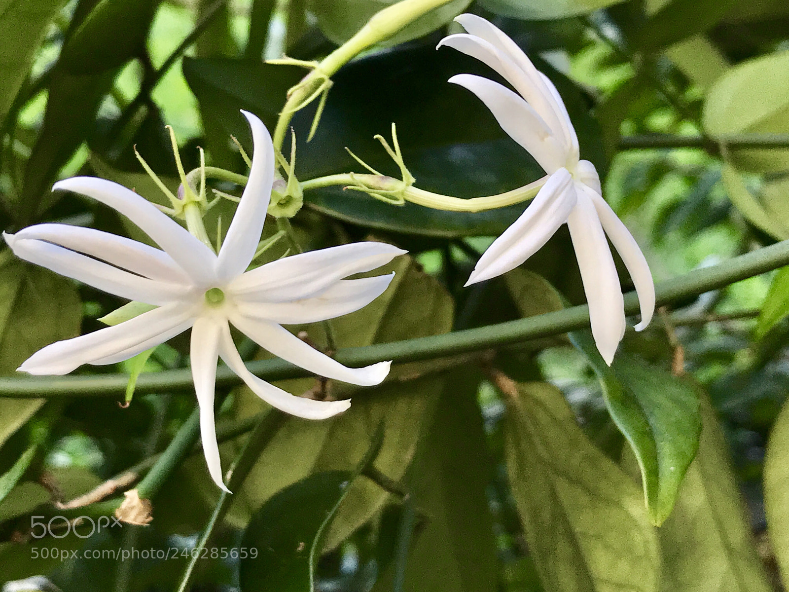 Apple iPhone 7 Plus sample photo. It s that time photography