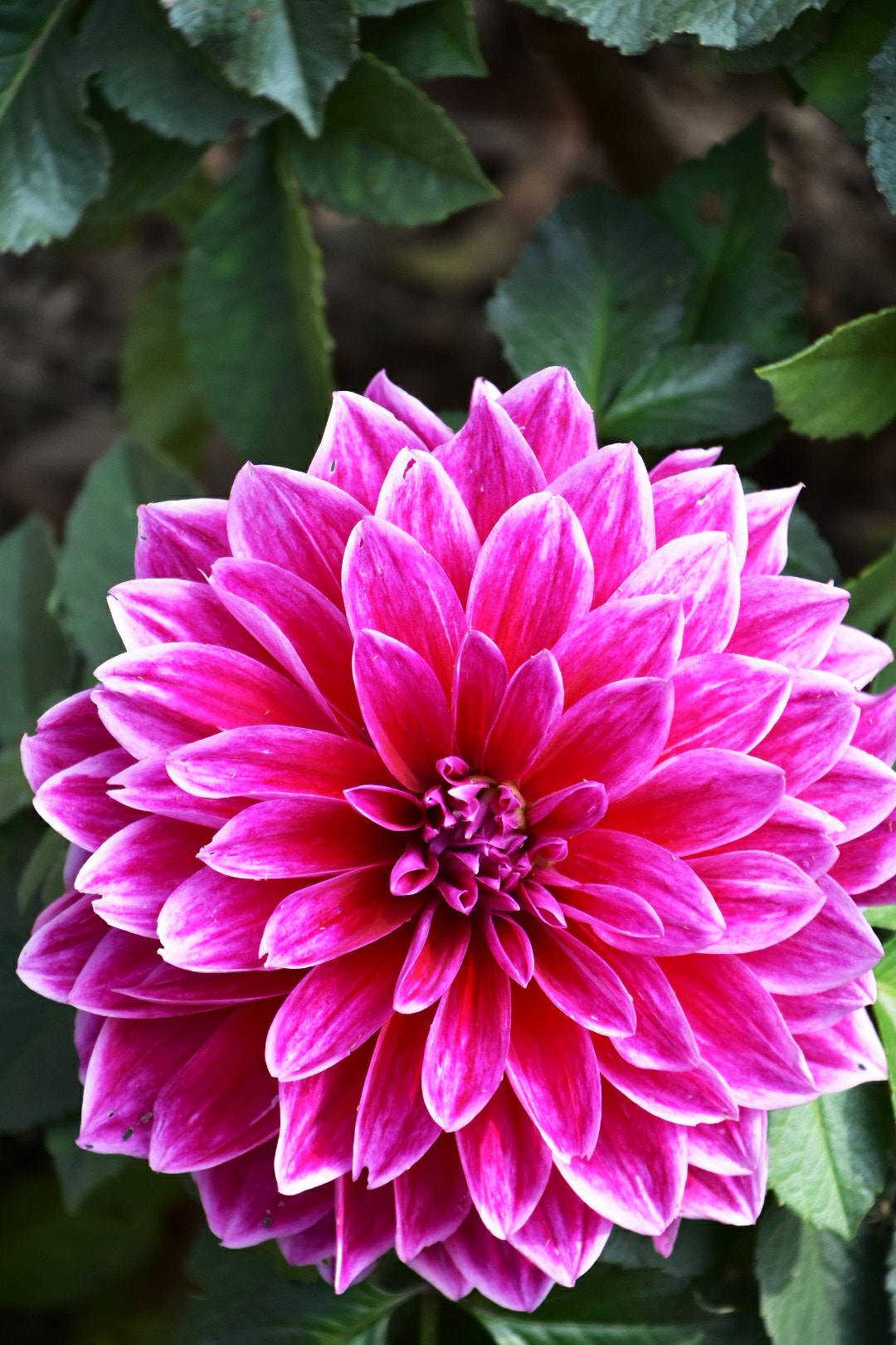 Nikon D7200 sample photo. Big flower photography