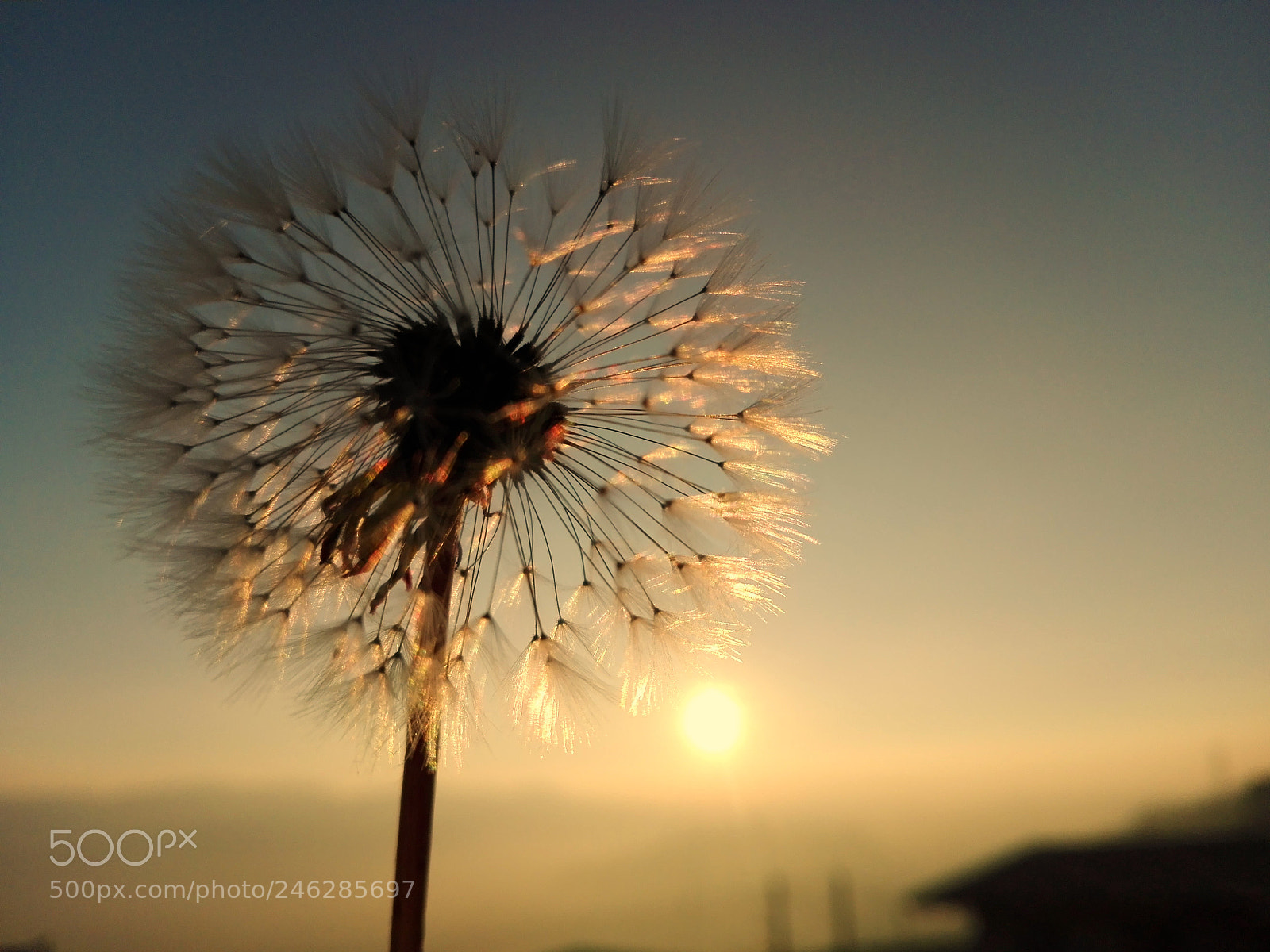 HUAWEI Y6II sample photo. Kiss the sun photography
