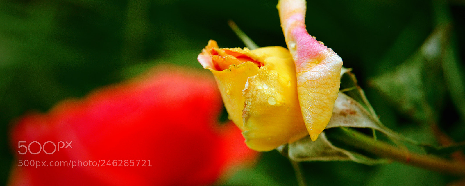 Nikon D300 sample photo. Flowers photography