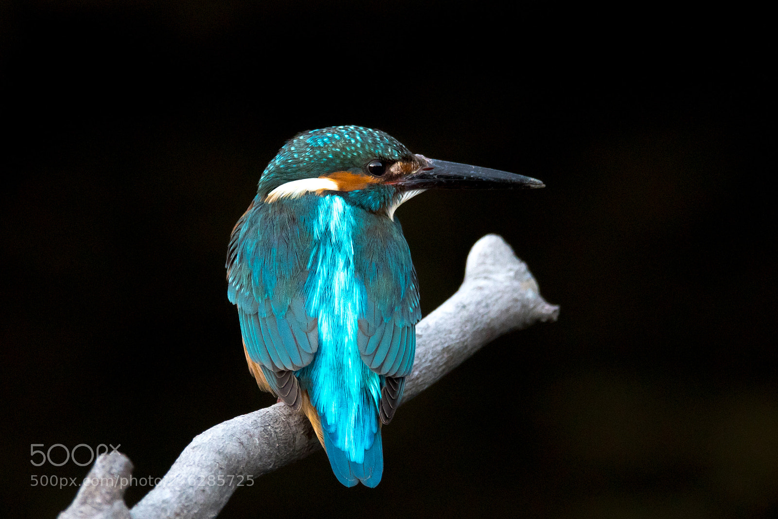 Nikon D500 sample photo. Kingfisher photography