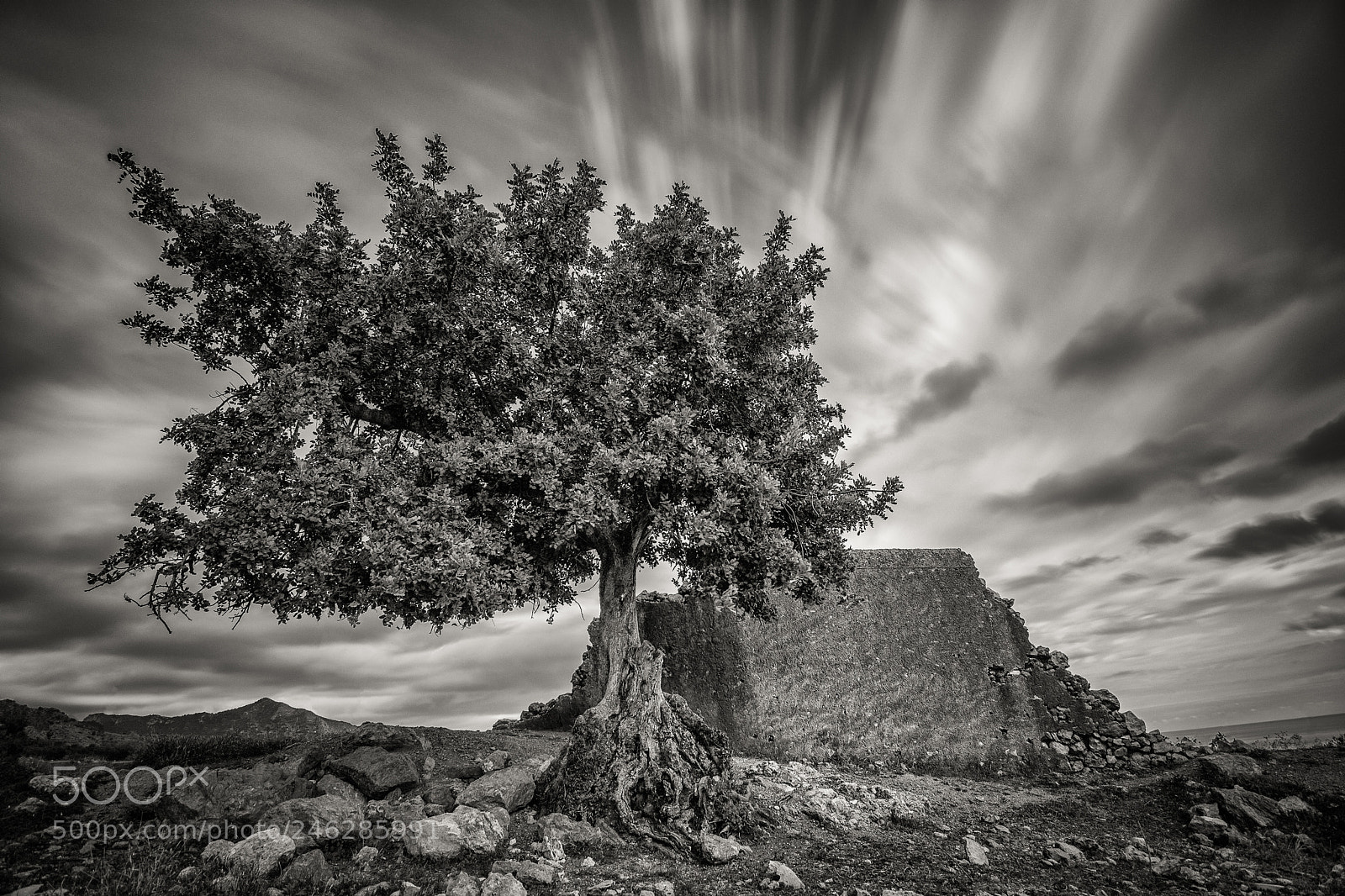 Nikon D7100 sample photo. El árbol del muro photography