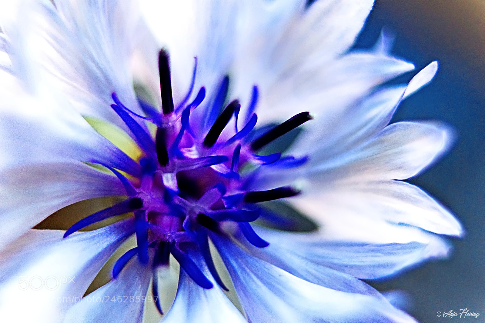 Sony SLT-A68 sample photo. Blue photography