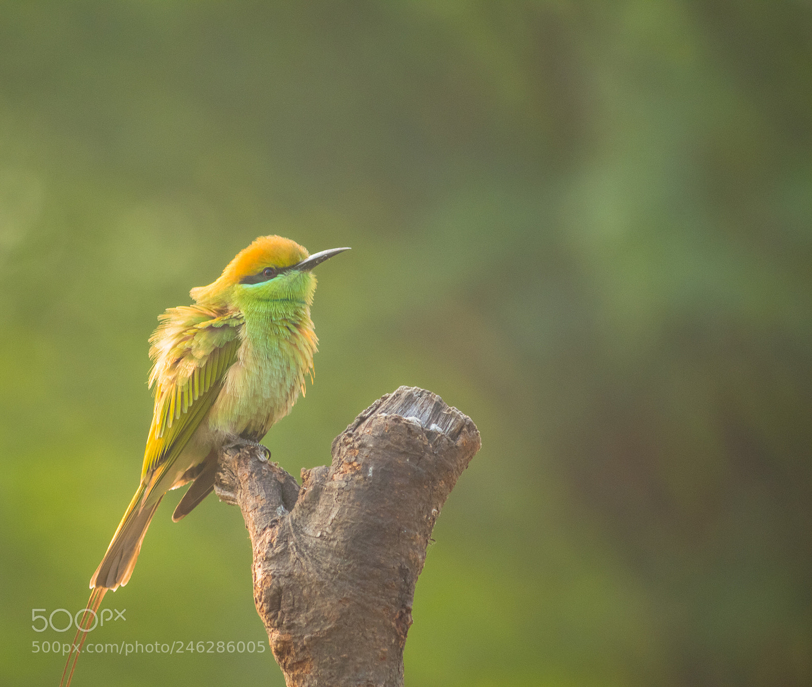 Canon EOS 700D (EOS Rebel T5i / EOS Kiss X7i) sample photo. Wildlife photography