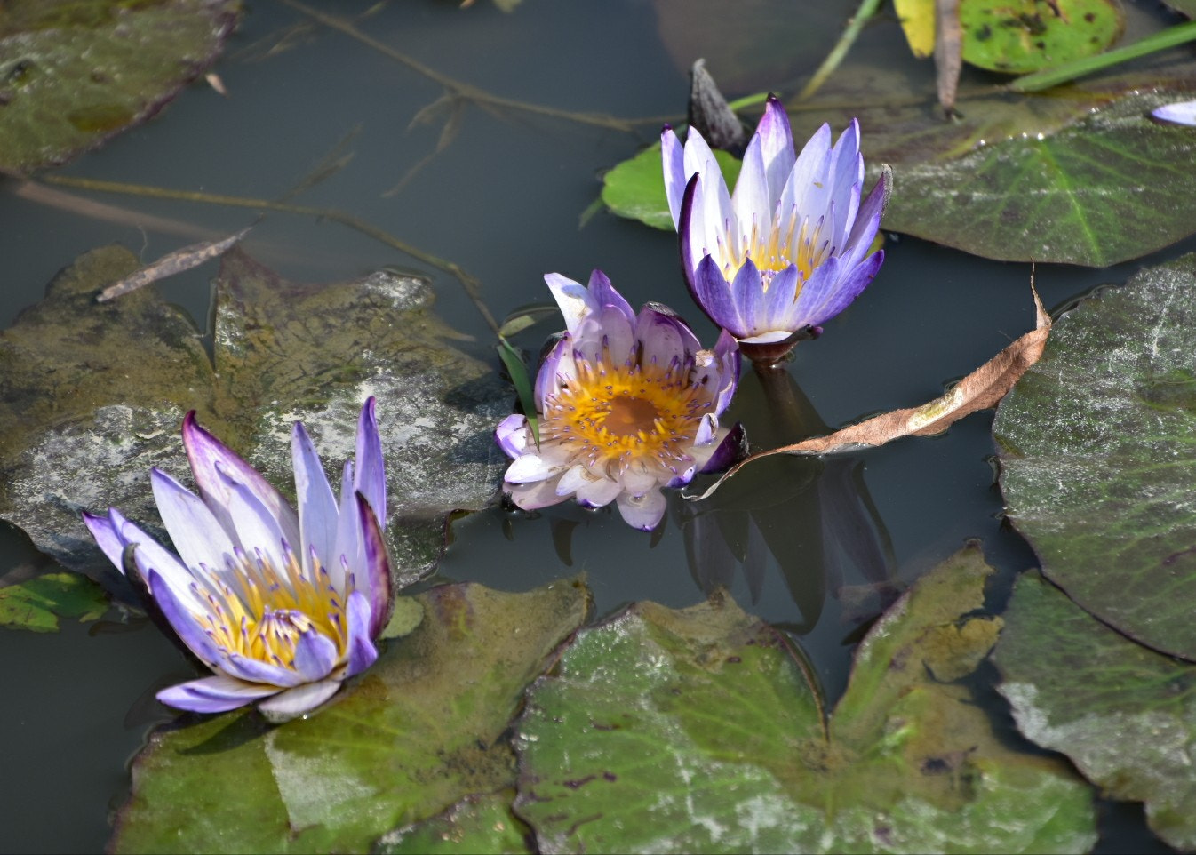 Nikon D7200 sample photo. Purple water lily photography