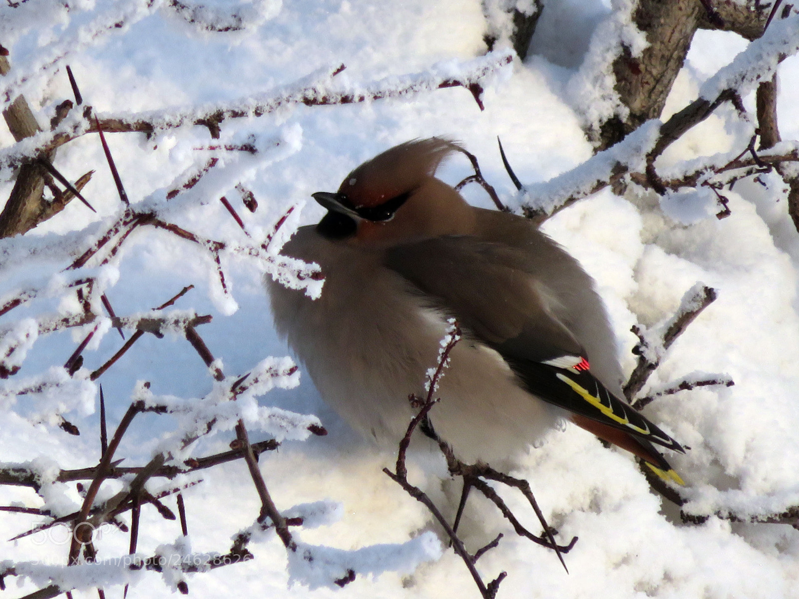 Canon PowerShot SX720 HS sample photo. Jan25 photography