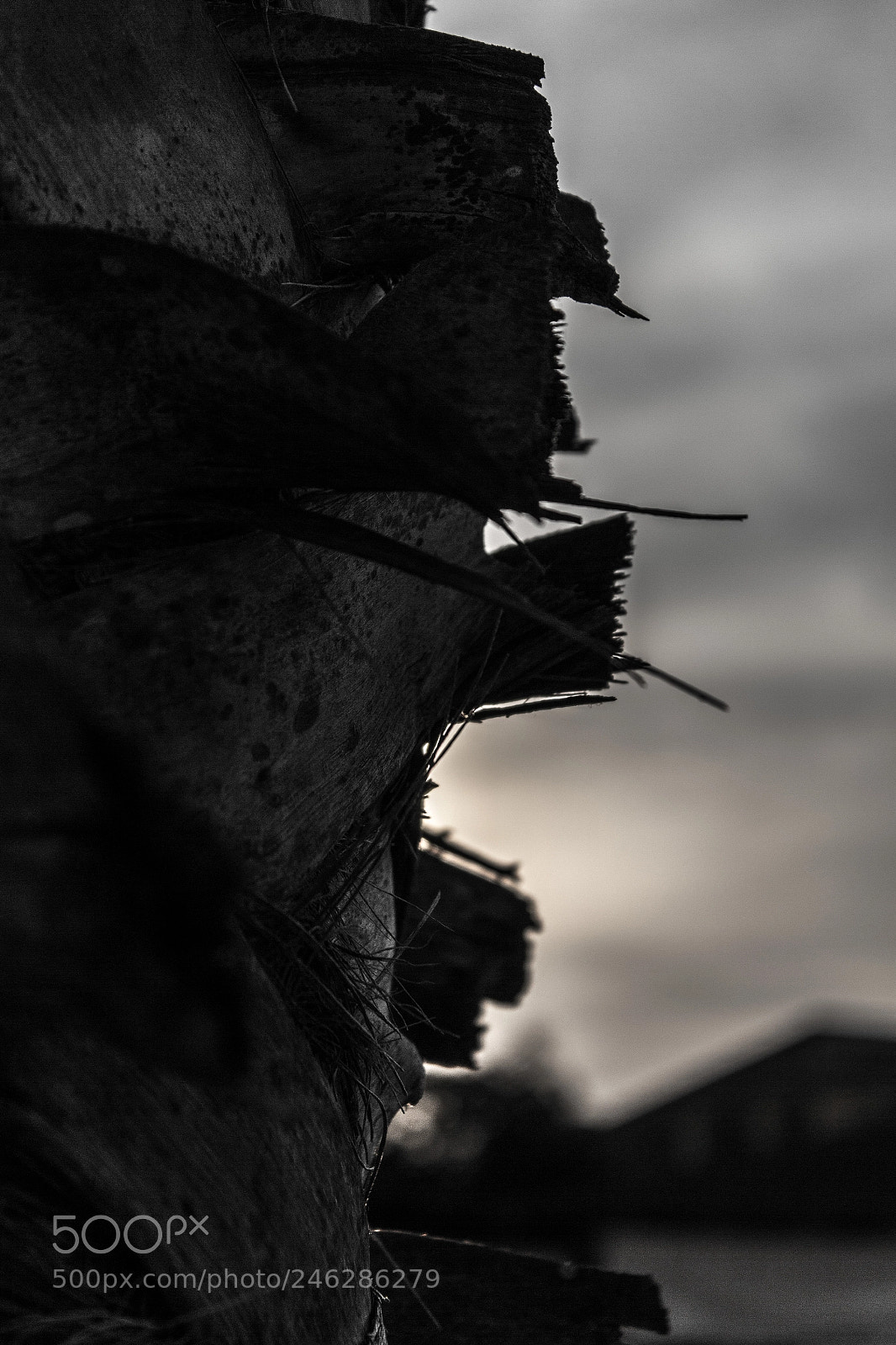 Canon EOS 600D (Rebel EOS T3i / EOS Kiss X5) sample photo. Sunrise palm - bw photography