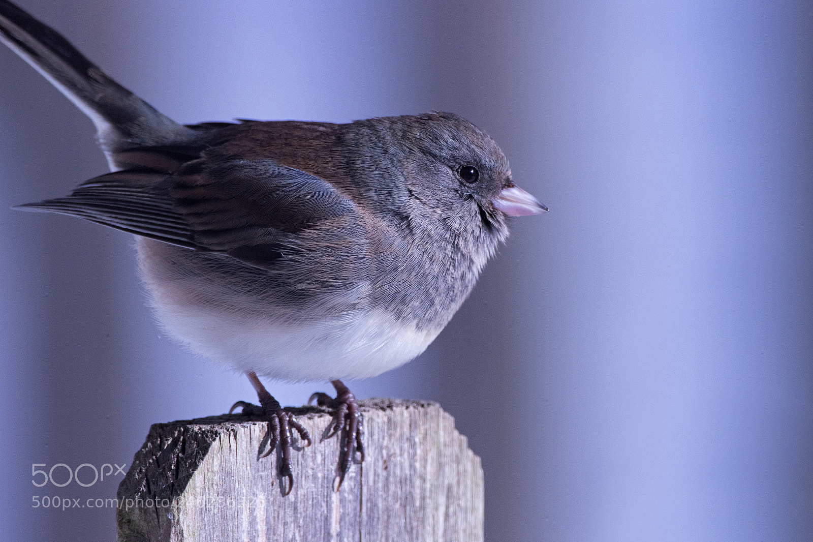 Canon EOS 7D Mark II sample photo. Junco fencepost photography