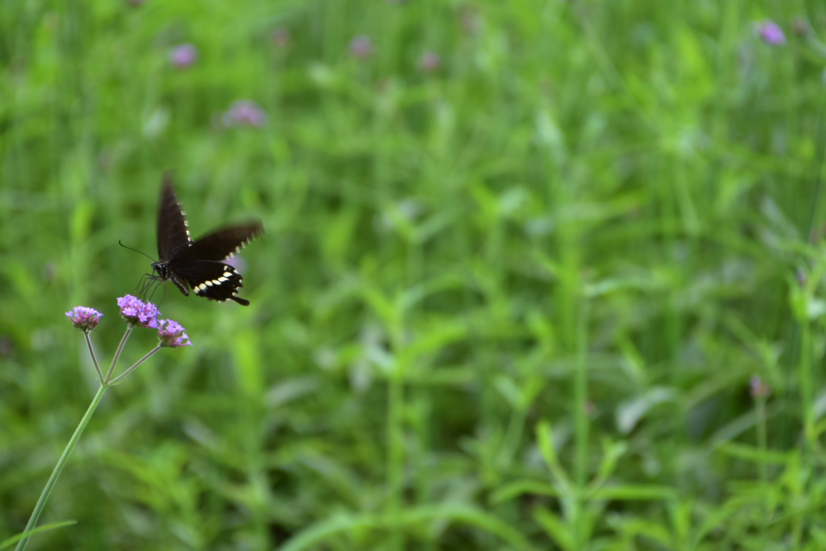 Nikon D7200 sample photo. Touch down photography
