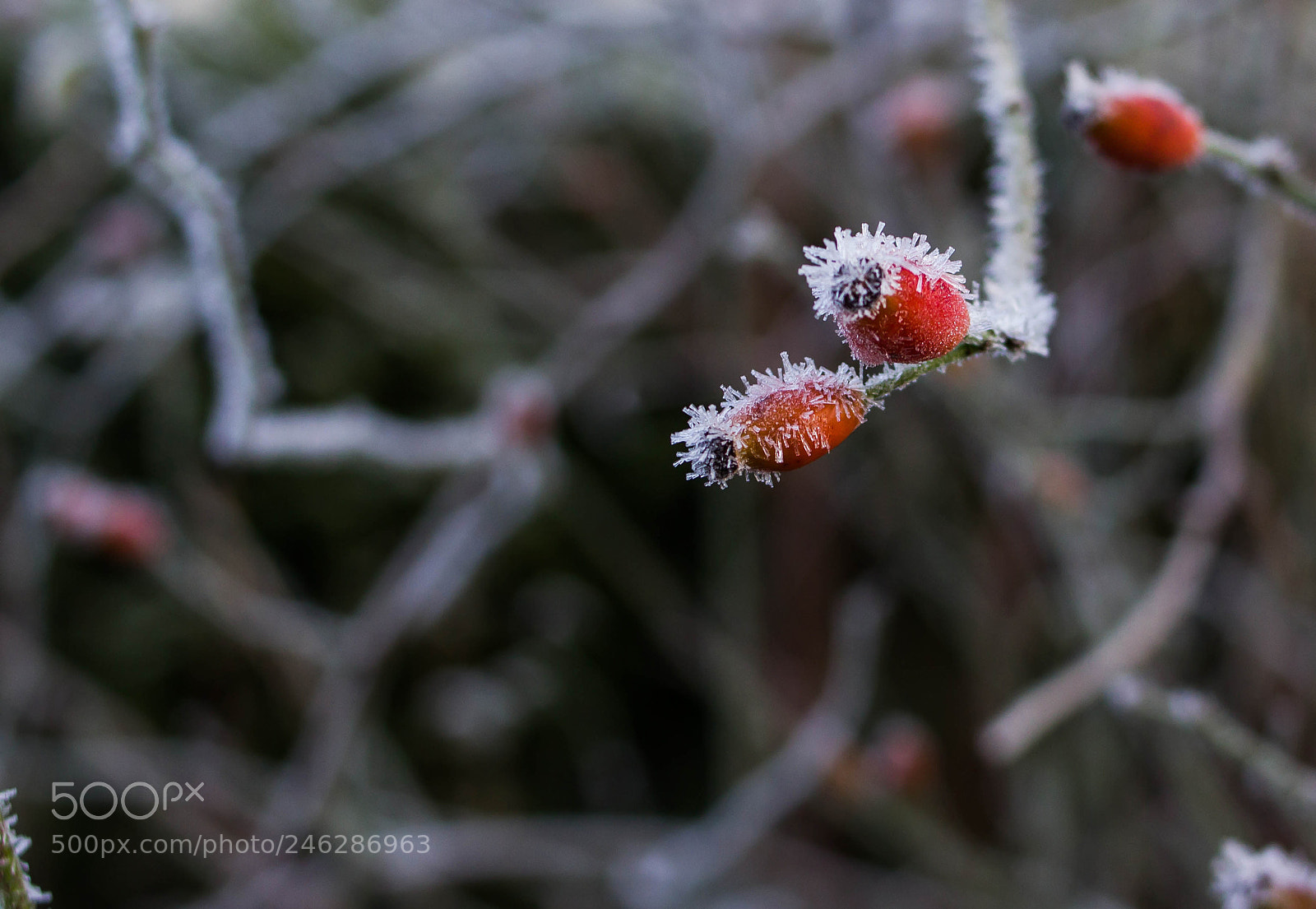 Canon EOS 550D (EOS Rebel T2i / EOS Kiss X4) sample photo. Frost photography