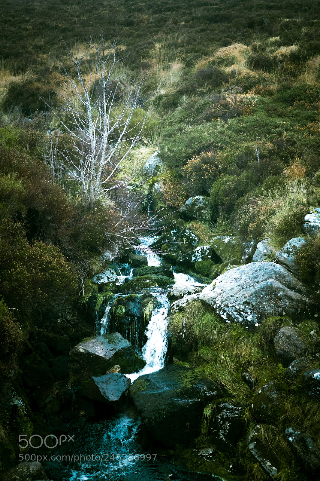 Canon EOS 7D sample photo. Mossy stream photography