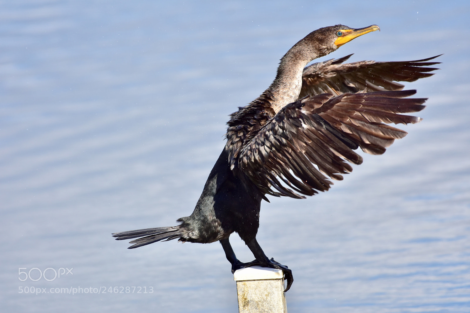 Nikon D7200 sample photo. Bird tai chi photography
