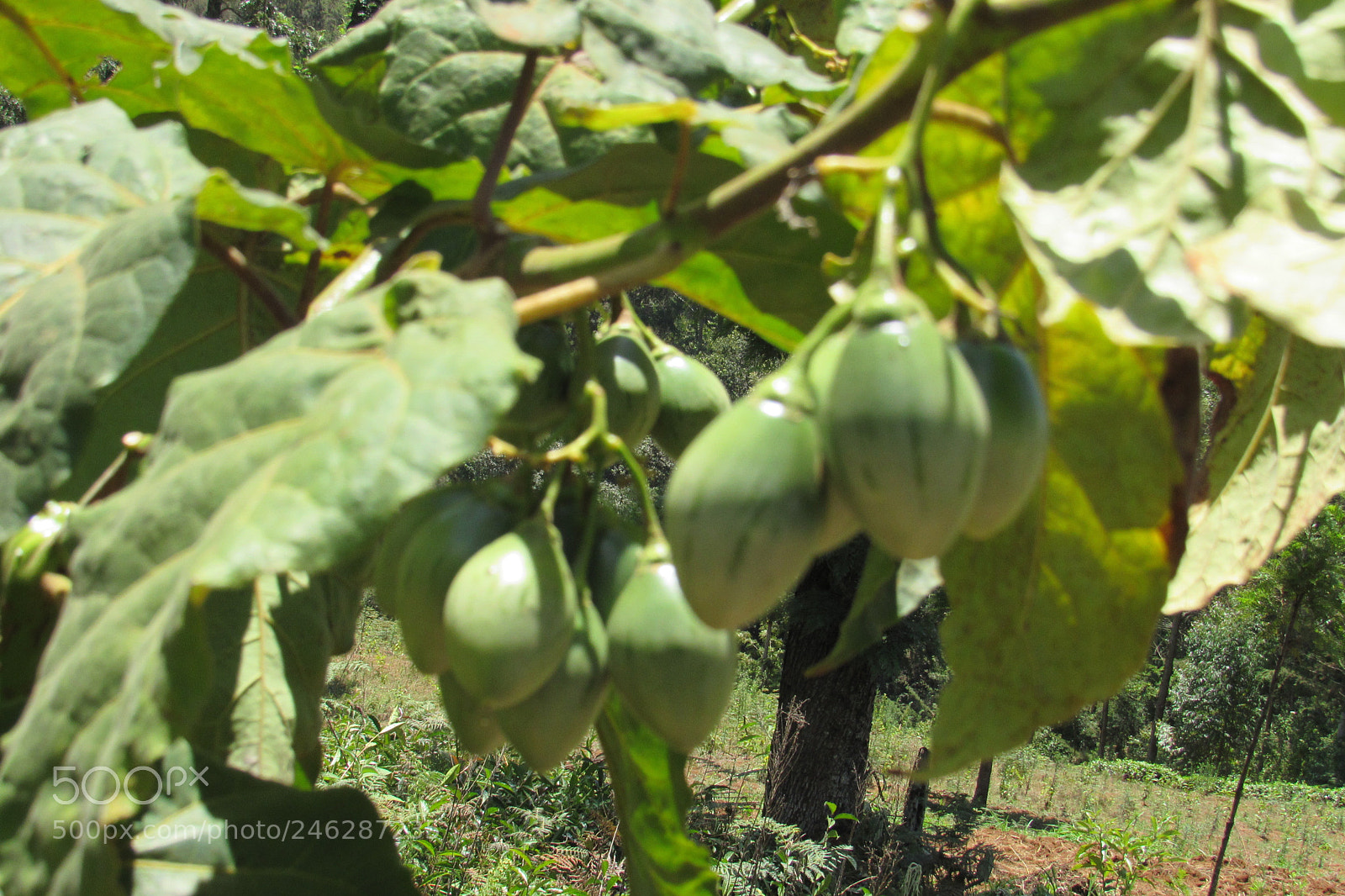 Canon PowerShot SX530 HS sample photo. Tree tomato loading in photography