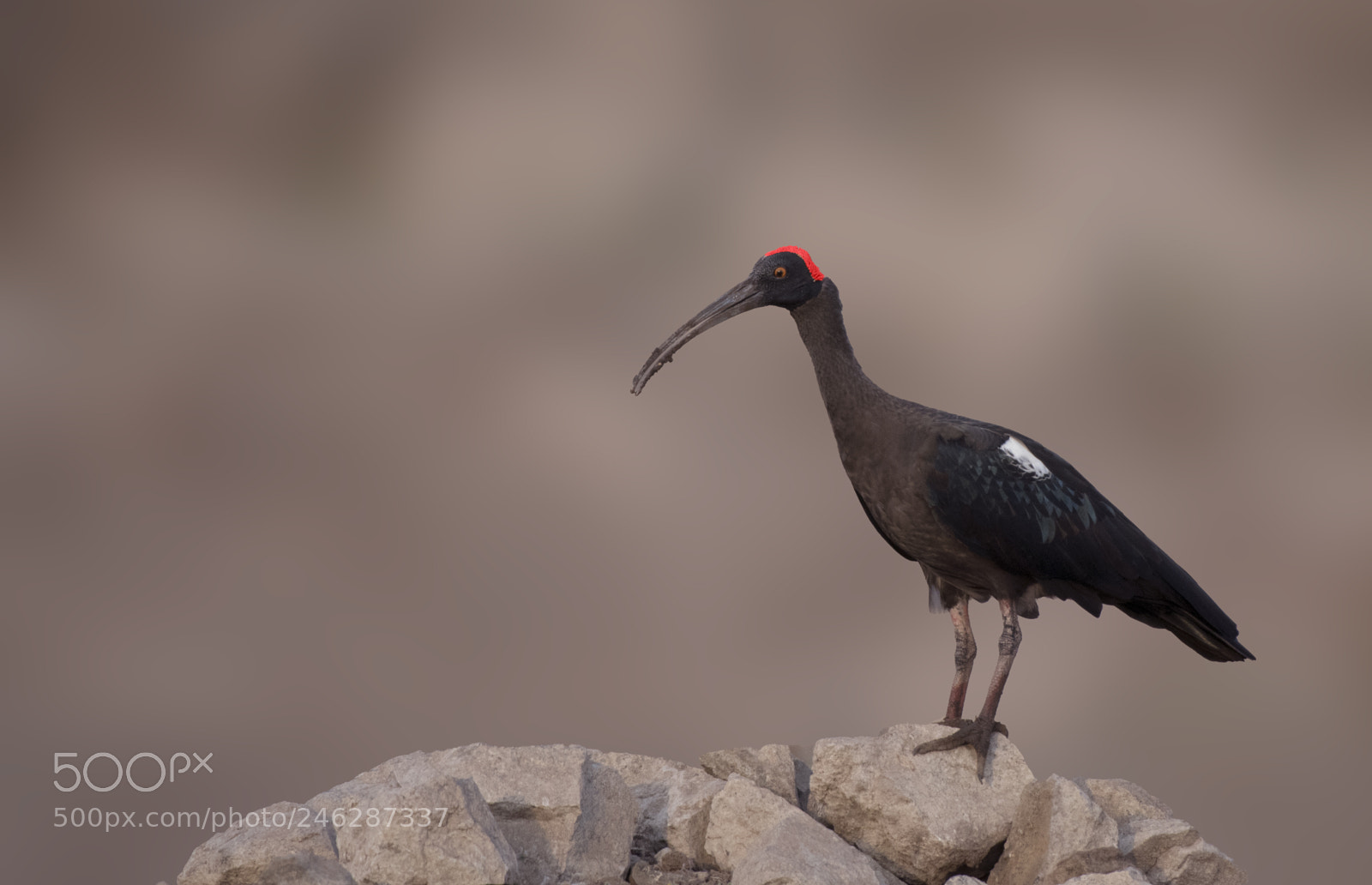 Nikon D500 sample photo. Red naped ilbis photography
