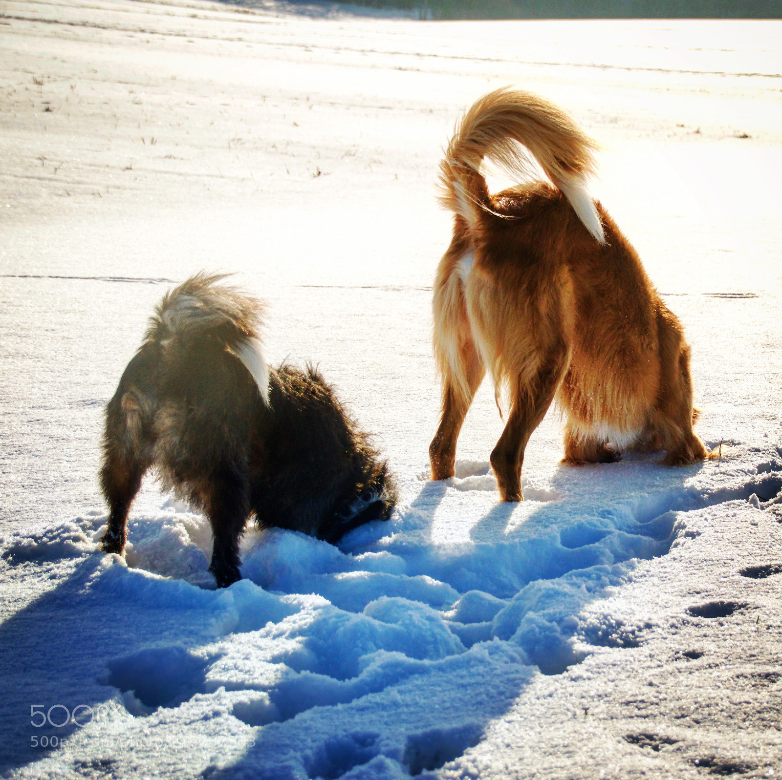 Nikon D3200 sample photo. Teamwork photography