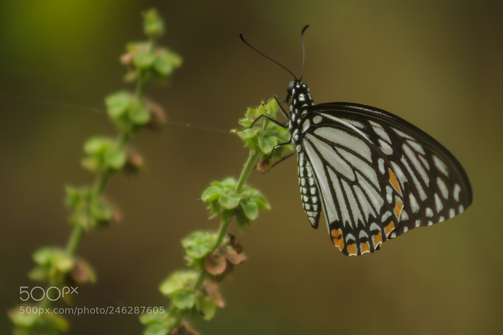 Canon EOS 7D sample photo. Butterfly photography