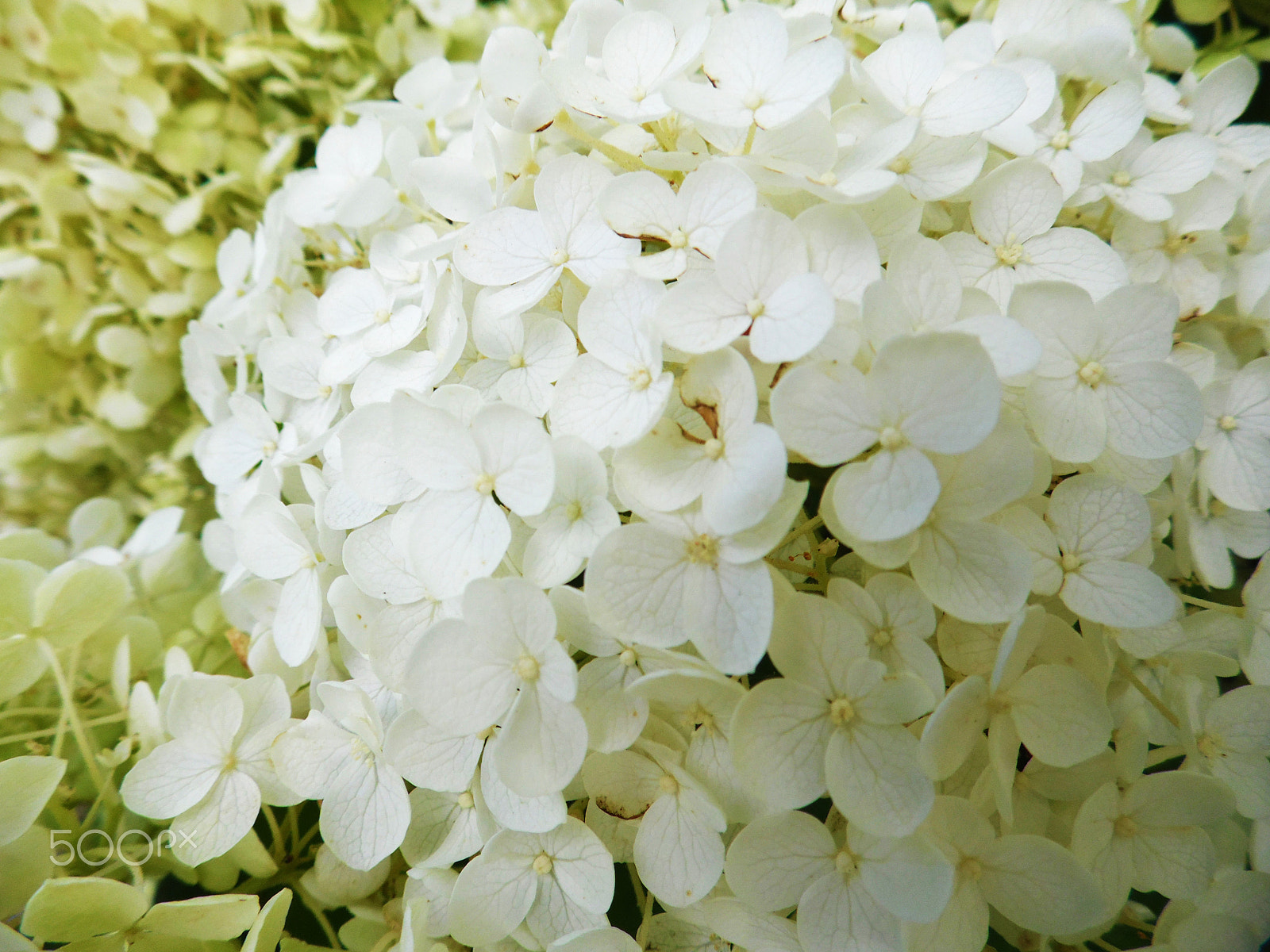 Samsung WB100/  WB101 sample photo. Hydrangea photography