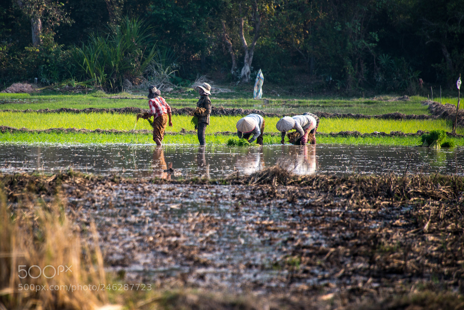 Nikon D800 sample photo. Siem reap countryside photography