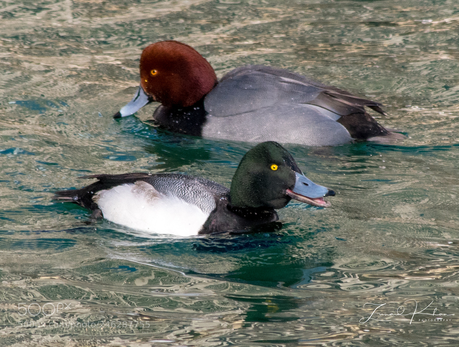 Nikon D3400 sample photo. Goldeneye ducks photography