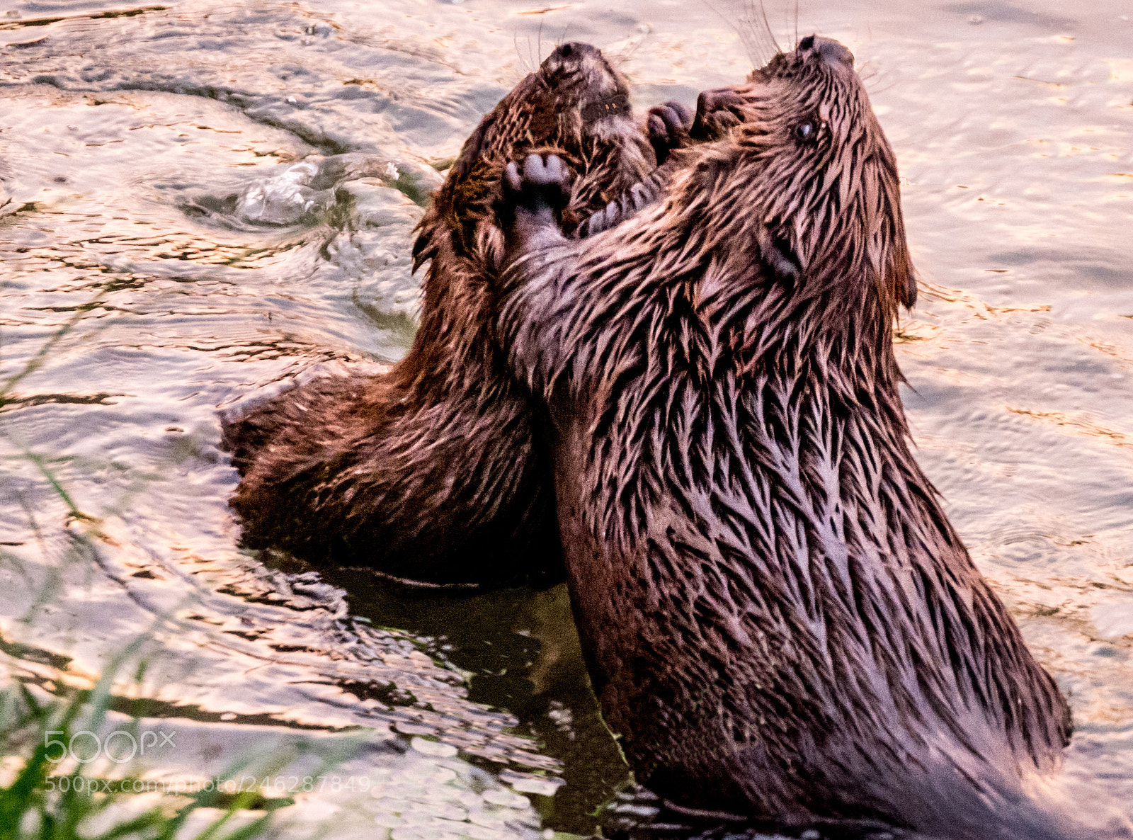 Panasonic DMC-G70 sample photo. Playing beaver in dawn photography