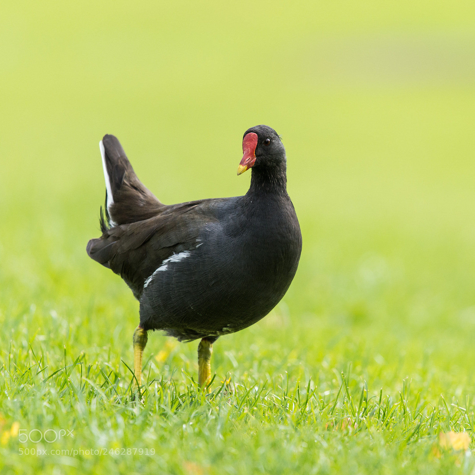 Nikon D7200 sample photo. Moorhen by stowe pool photography