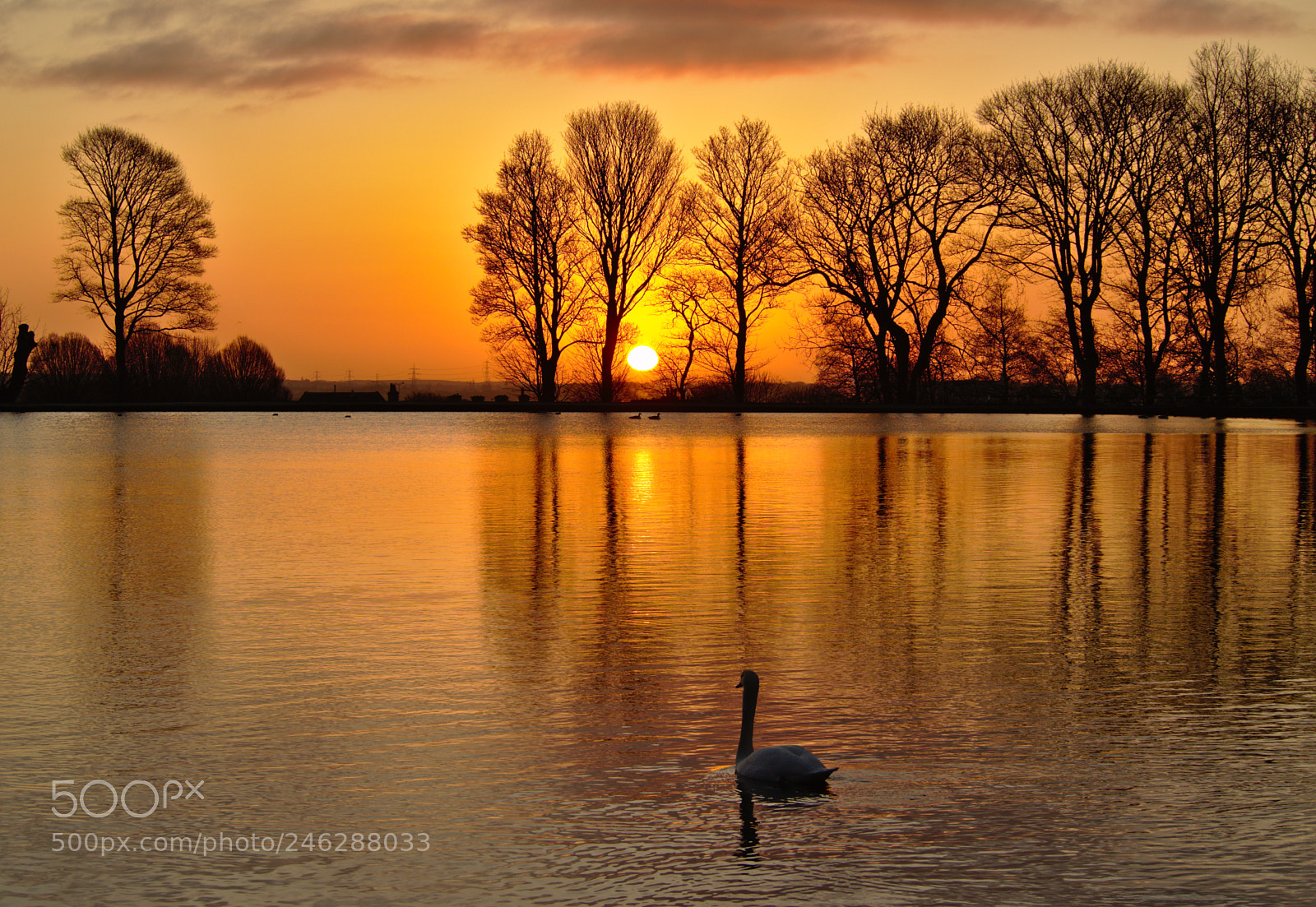 Olympus OM-D E-M10 II sample photo. Swan enjoying the sunrise photography