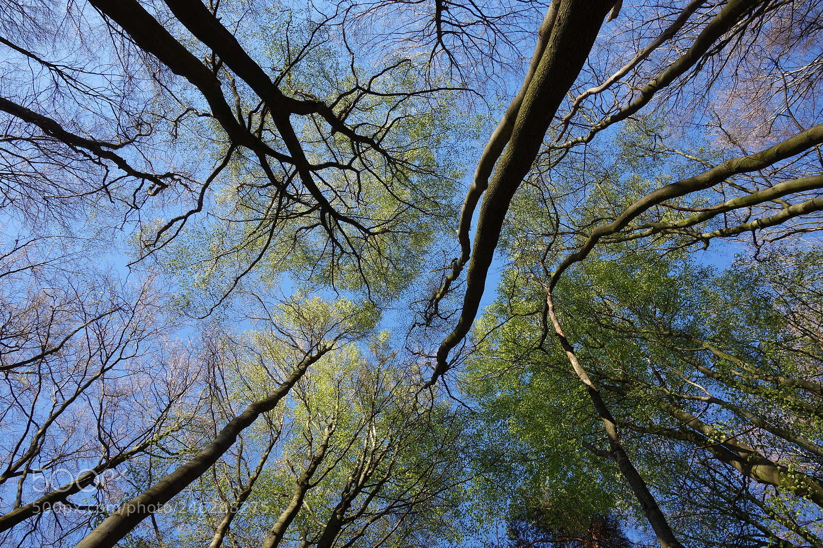 Sony Cyber-shot DSC-RX100 sample photo. Climbing up the trees photography