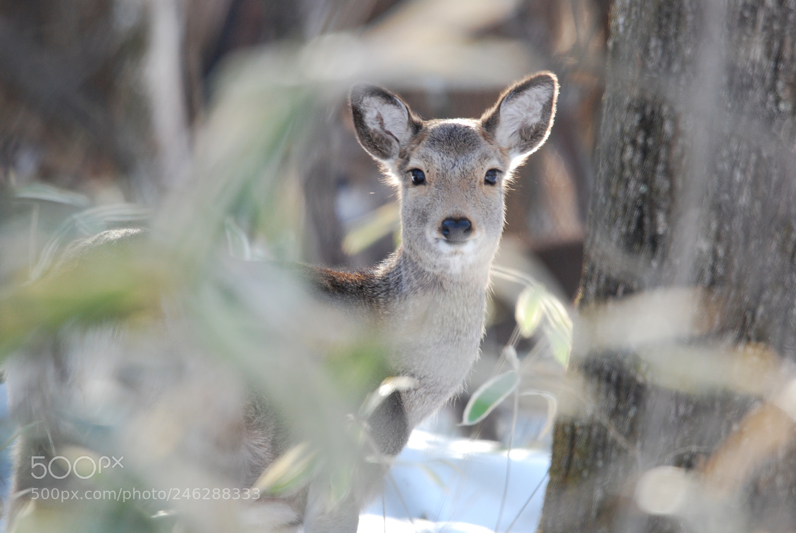 Nikon D40X sample photo. Hello,deer. photography