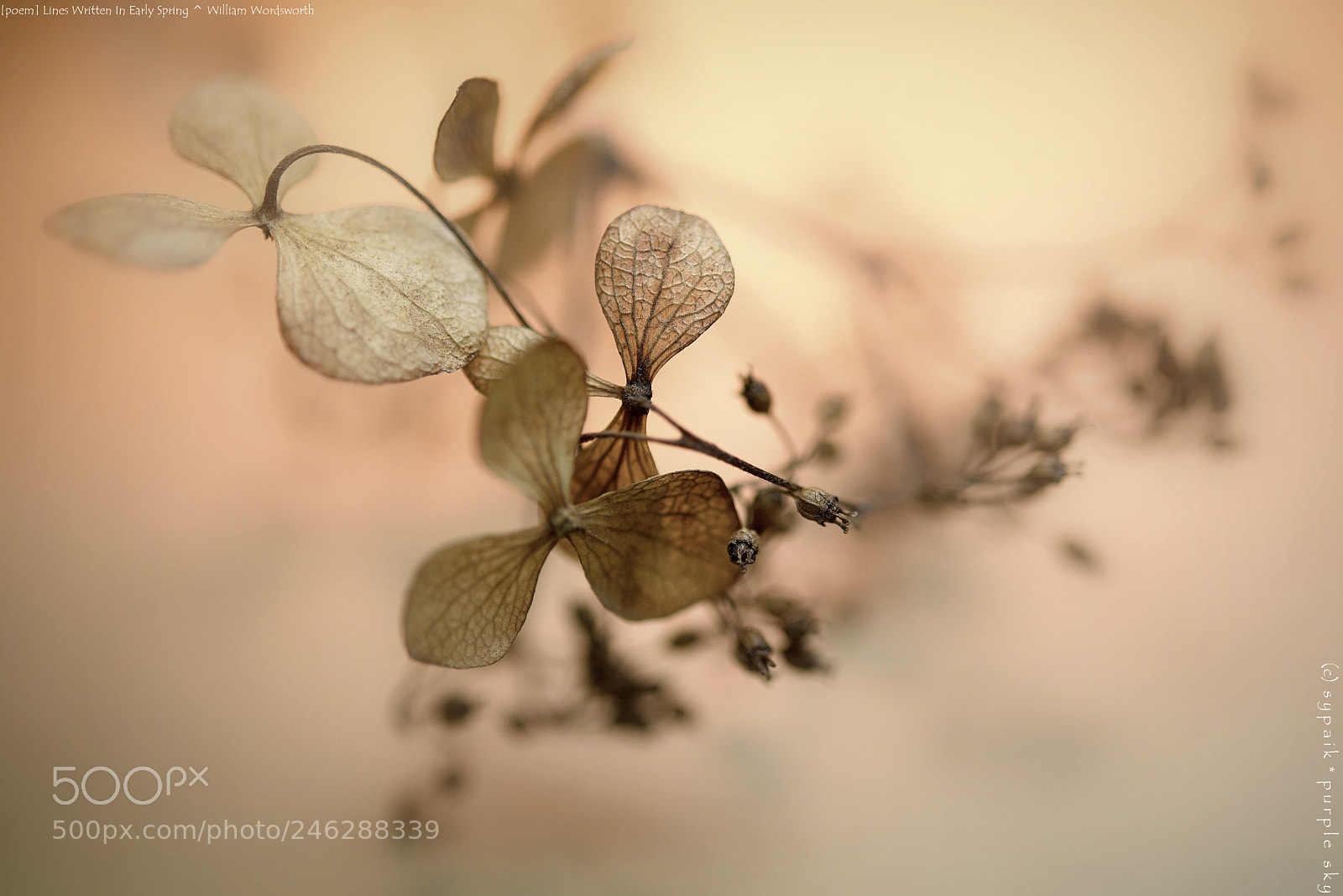 Nikon AF-S Micro-Nikkor 60mm F2.8G ED sample photo. Lines written in early photography